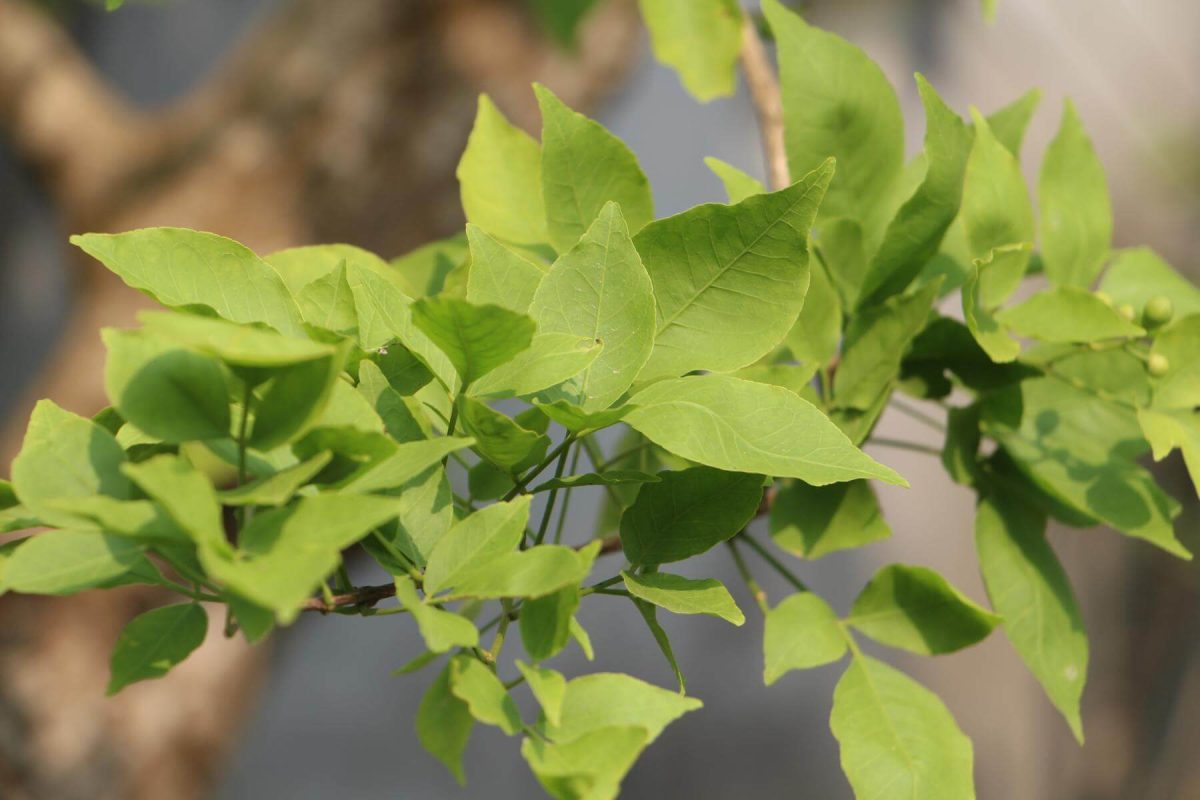 Bel Patra: Spiritual Symbolism And Ayurvedic Heritage