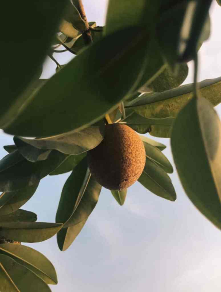 Sapodilla | Naseberry: Nutritious Fruit With Ayurvedic Benefits
