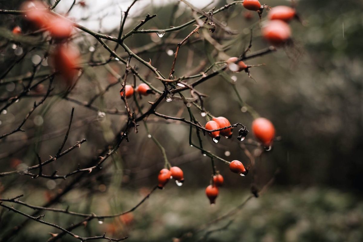 Rosehip Oil: Unlock the Beauty Benefits | A Comprehensive Guide