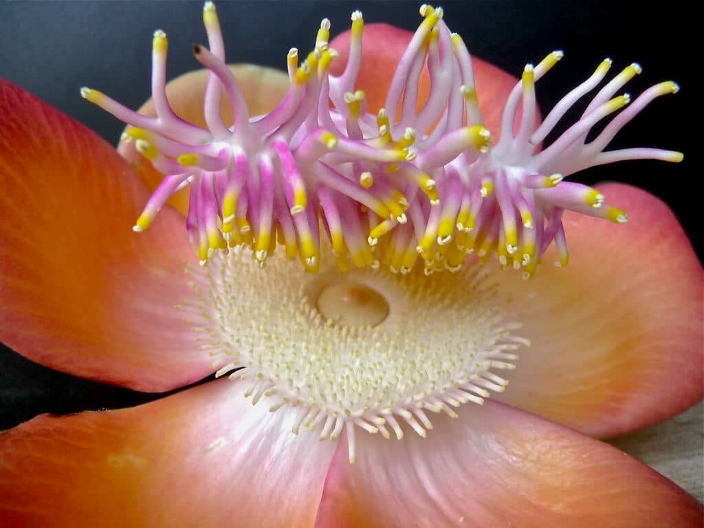 The Significance of Nagalinga Pushpam: A Divine Flower