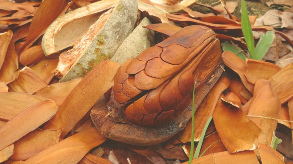 Managing Diabetes with Sky Fruit: What You Need to Know