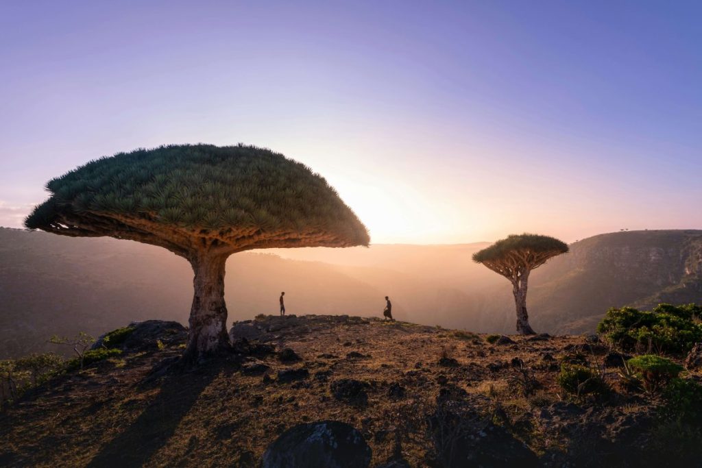 Ultimate Socotra Island Travel Guide: Uncover Hidden Treasures