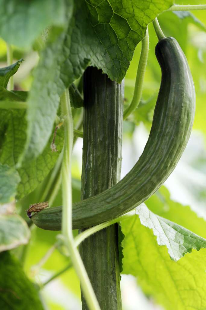 Nutritional Spotlight: The Richness of Ridge Gourd