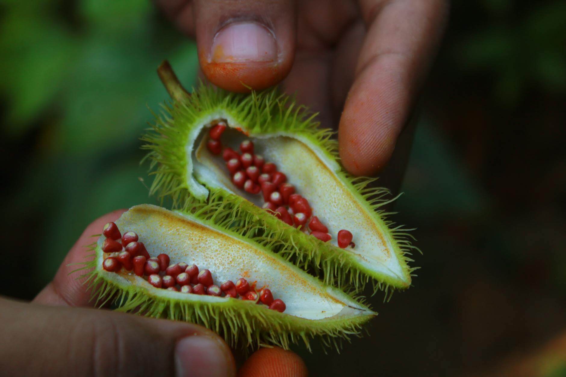 Bixa Orellana: Nature's Pharmacy and Cultural Symbol