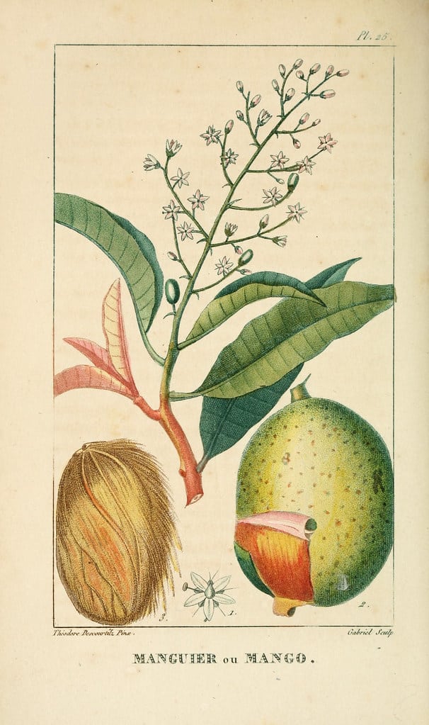 Mango Seed Nutrition: A Hidden Superfood